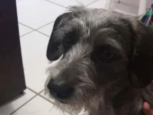 Cachorro raça Vira- lata idade 2 anos nome Lola 