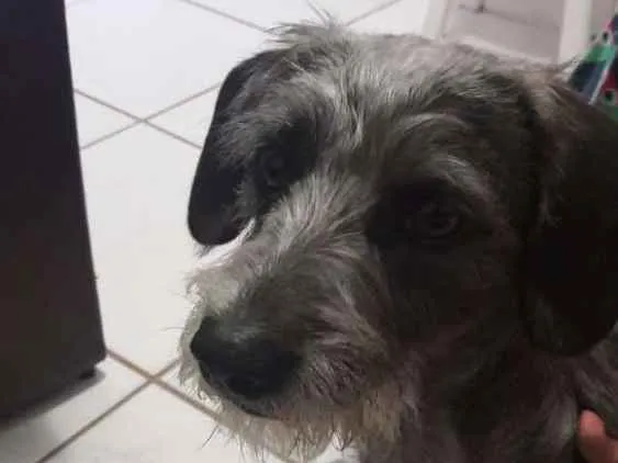 Cachorro ra a Vira- lata idade 2 anos nome Lola 