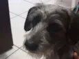 Lola