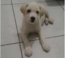 Cachorro raça Maltes com puldoo idade 2 a 6 meses nome Will