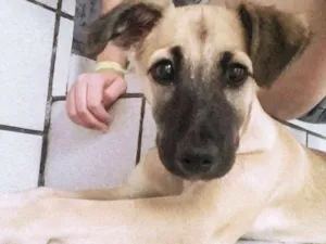 Cachorro raça indefinida idade 2 anos nome Malu