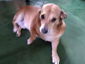 Cachorro raça SRD idade 4 anos nome Amendoim