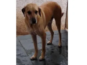 Cachorro raça Mix de Fila idade 2 anos nome Pirulito - Fila