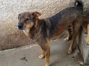Cachorro raça SRD idade 3 anos nome Bella