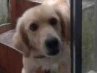 Cachorro ra a Labrador com Golden retriver idade 2 anos nome Bobby