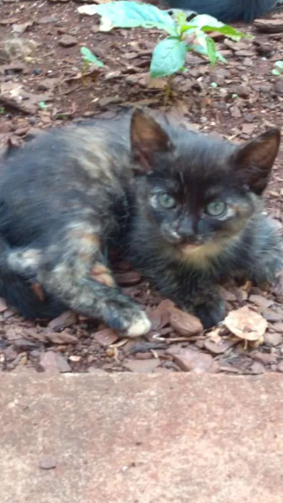 Gato ra a Indefinida idade Abaixo de 2 meses nome Sem nome