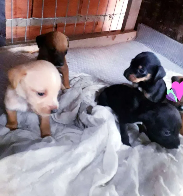 Cachorro ra a Sem idade 2 a 6 meses nome Sem nome