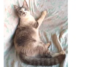 Gato raça Indefinida idade 1 ano nome Gabriel
