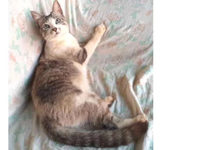 Gato ra a Indefinida idade 1 ano nome Gabriel