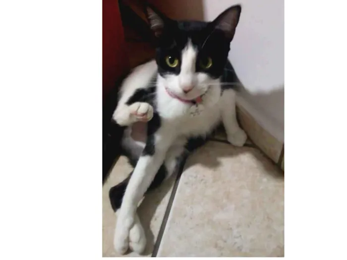 Gato ra a Não definida idade 2 a 6 meses nome Preta ,Serafim e pri