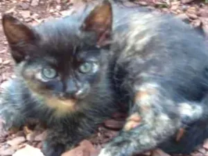 Gato raça Indefinida idade Abaixo de 2 meses nome Sem nome
