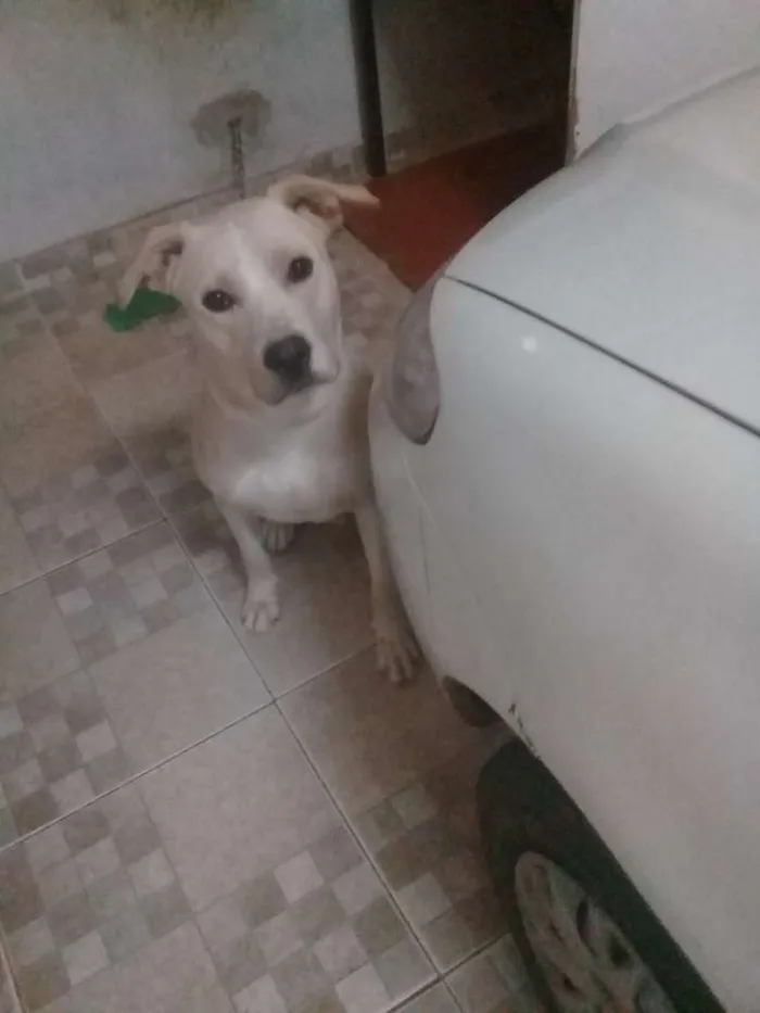 Cachorro ra a Labrador  idade 1 ano nome Snow