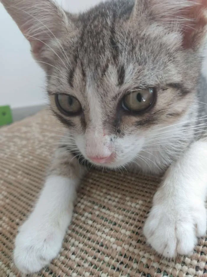Gato raça Srd idade Abaixo de 2 meses nome Mike 