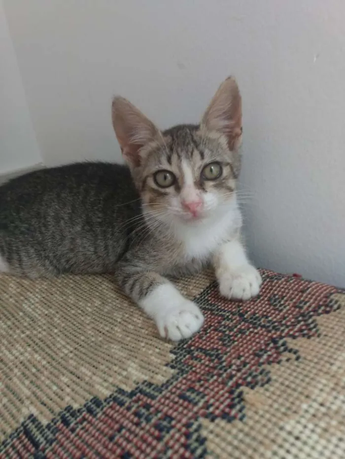 Gato raça Srd idade Abaixo de 2 meses nome Mike 