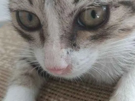 Gato raça Srd idade Abaixo de 2 meses nome Mike 
