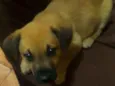 Bolinha