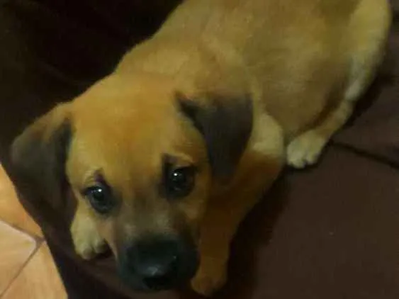 Cachorro ra a Mestiço  idade 2 a 6 meses nome Bolinha