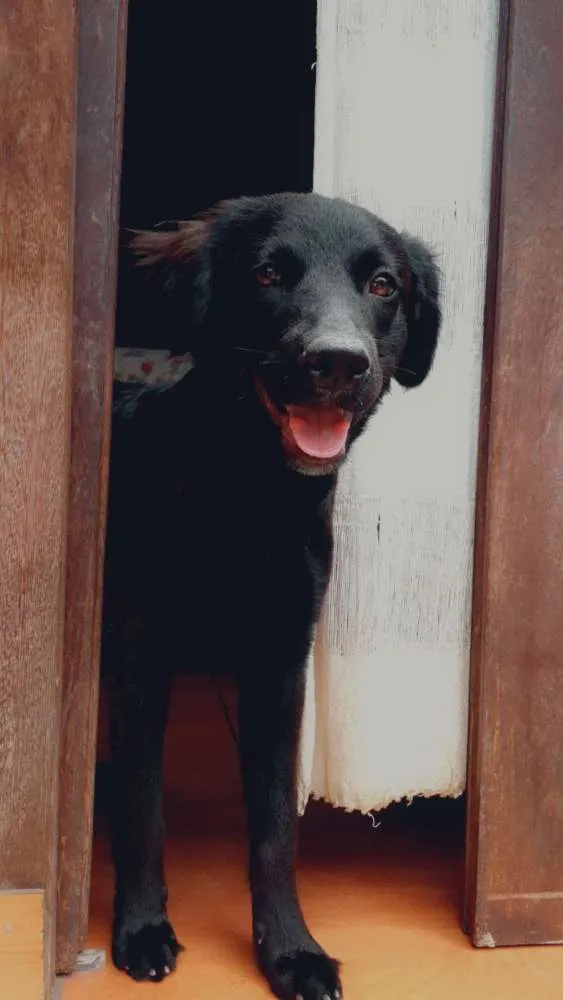 Cachorro ra a Vira lata idade 7 a 11 meses nome João 