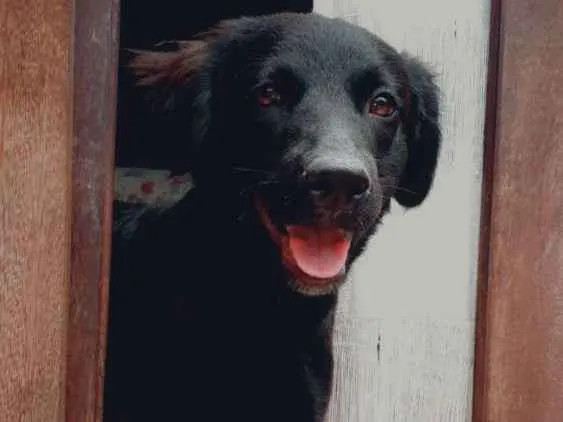 Cachorro ra a Vira lata idade 7 a 11 meses nome João 