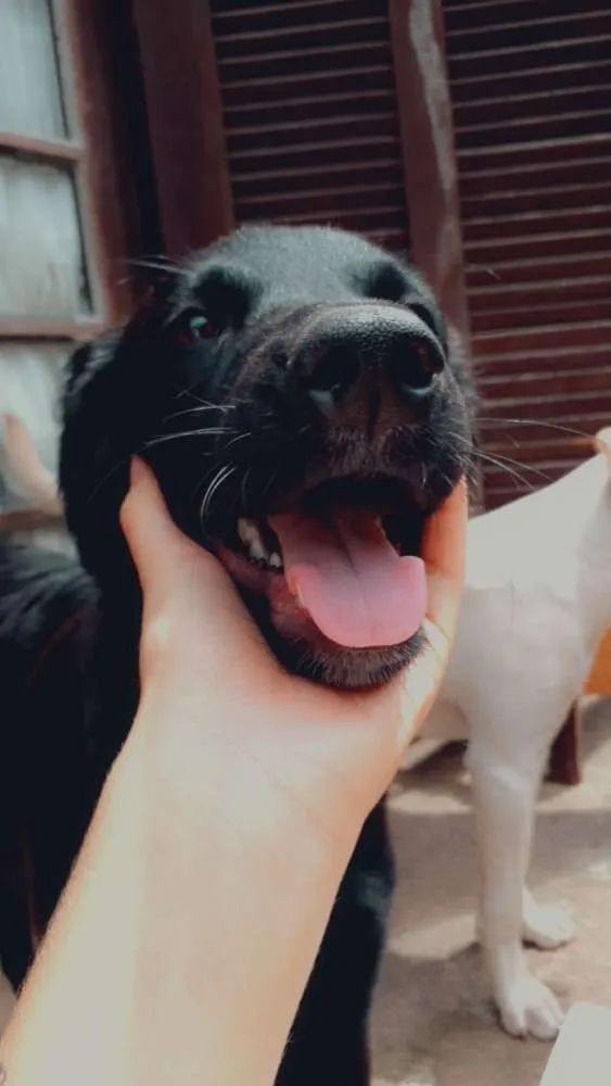 Cachorro ra a Vira lata idade 7 a 11 meses nome João 