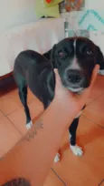 Pedro