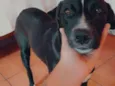 Pedro