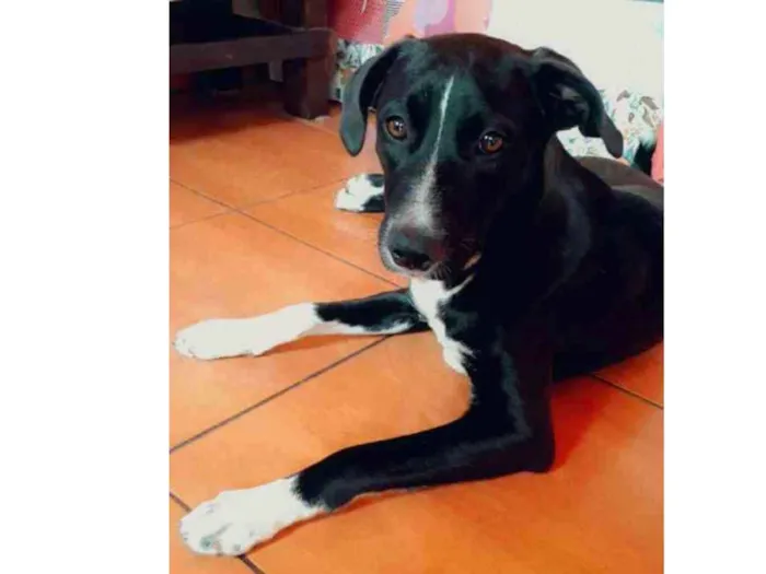 Cachorro ra a Vira lata idade 7 a 11 meses nome Pedro