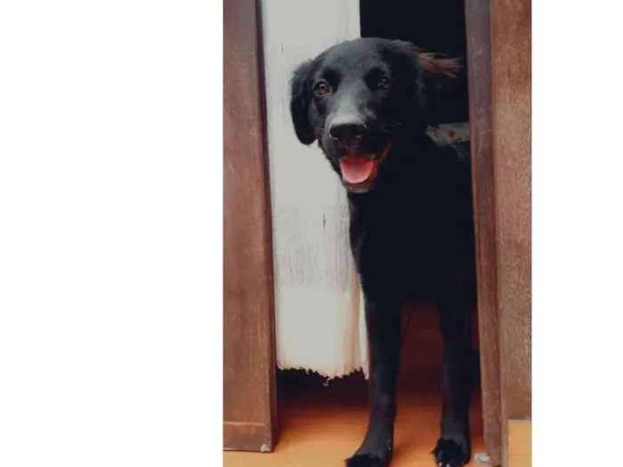 Cachorro ra a Vira lata idade 7 a 11 meses nome João 