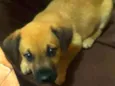 Bolinha