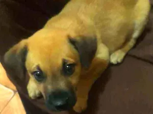 Cachorro raça Mestiço  idade 2 a 6 meses nome Bolinha