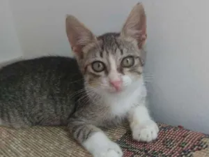 Gato raça Srd idade Abaixo de 2 meses nome Mike 