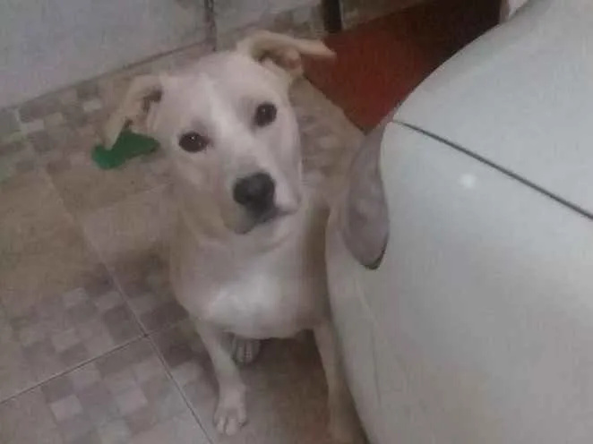 Cachorro ra a Labrador  idade 1 ano nome Snow