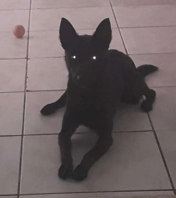 Cachorro ra a vira lata idade 2 anos nome Bayle