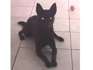 Cachorro raça vira lata idade 2 anos nome Bayle