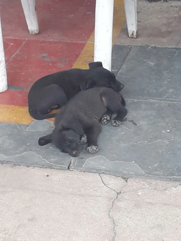 Cachorro ra a Sem raça definida  idade Abaixo de 2 meses nome Filhotes 