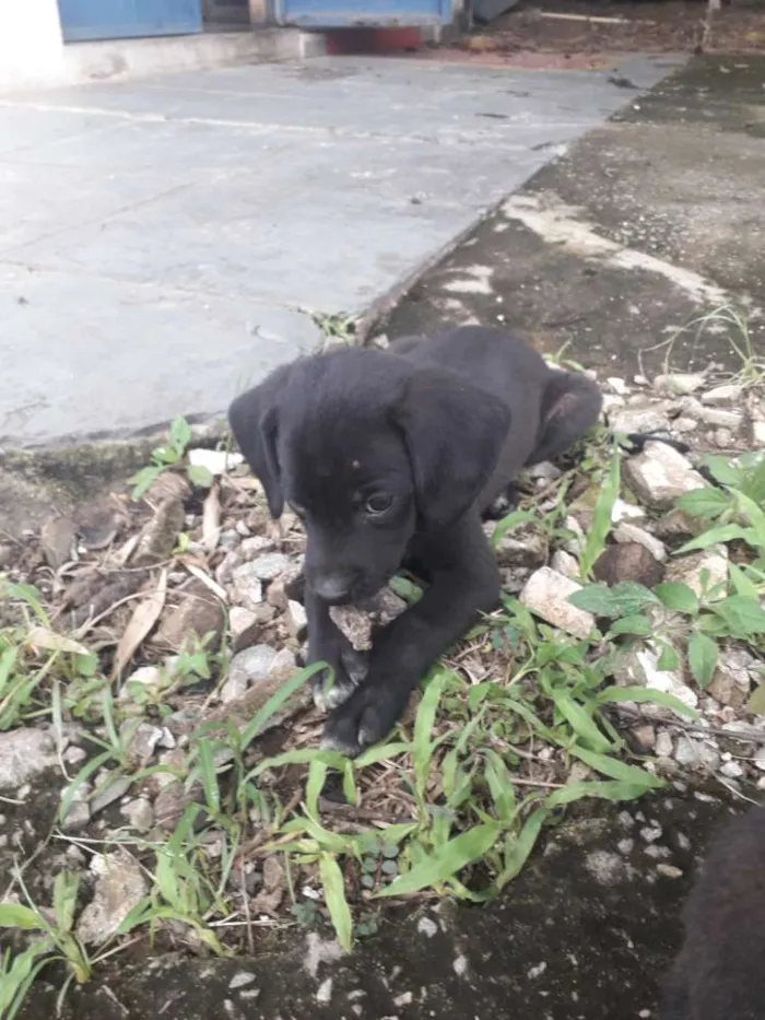 Cachorro ra a Sem raça definida  idade Abaixo de 2 meses nome Filhotes 