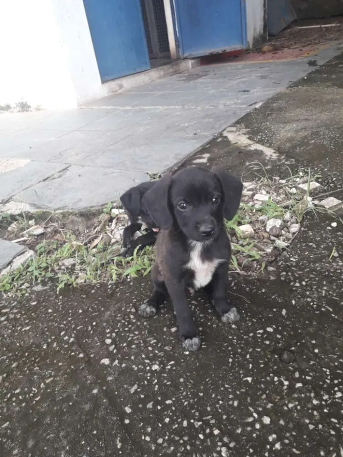 Cachorro ra a Sem raça definida  idade Abaixo de 2 meses nome Filhotes 