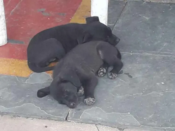 Cachorro ra a Sem raça definida  idade Abaixo de 2 meses nome Filhotes 