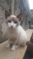 Margarida