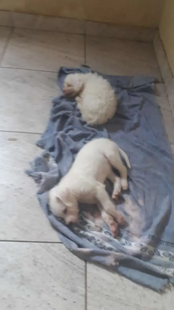 Cachorro ra a Indefinida idade 2 anos nome Pit