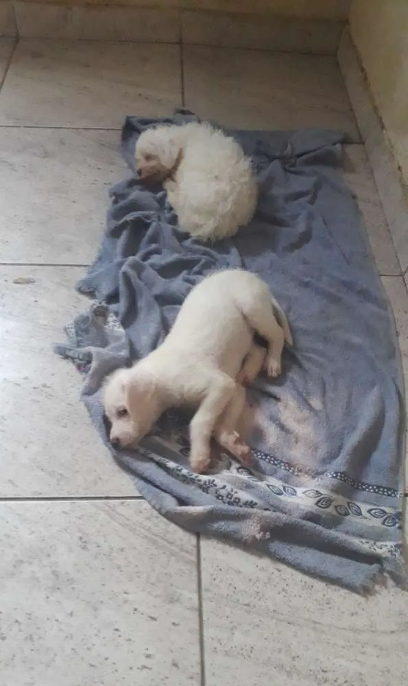 Cachorro ra a Indefinida idade 2 anos nome Pit
