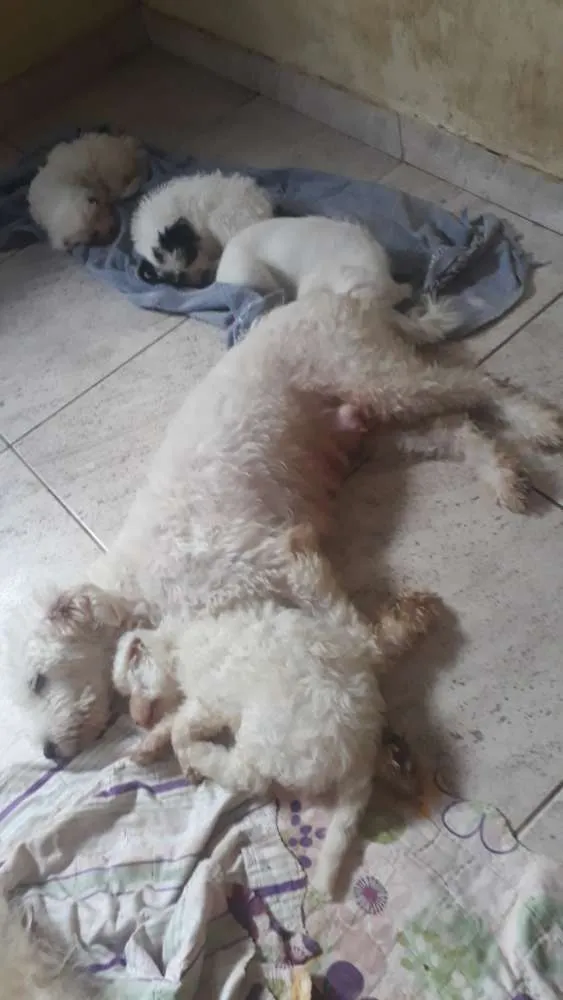 Cachorro ra a Indefinida idade 2 anos nome Pit