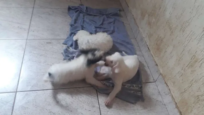 Cachorro ra a Indefinida idade 2 anos nome Pit