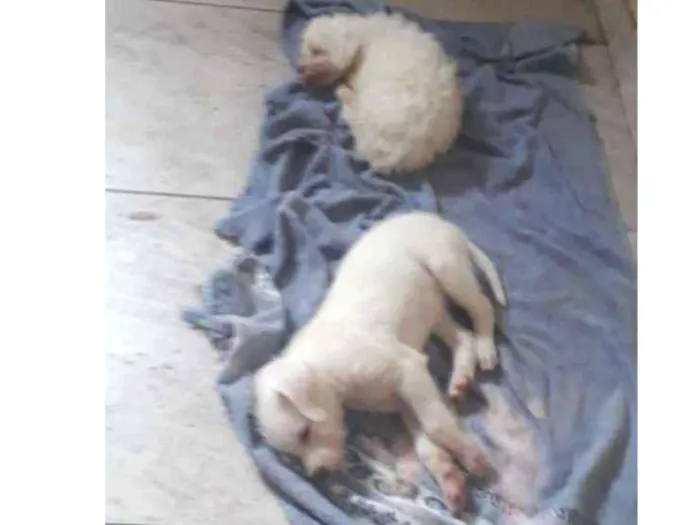Cachorro ra a Indefinida idade 2 anos nome Pit