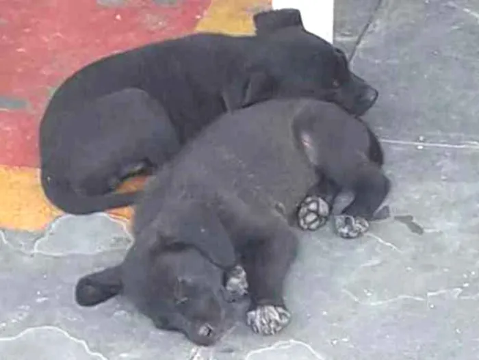 Cachorro ra a Sem raça definida  idade Abaixo de 2 meses nome Filhotes 