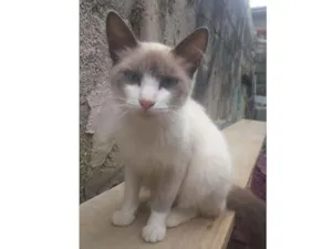 Gato raça Viralata idade 1 ano nome Margarida
