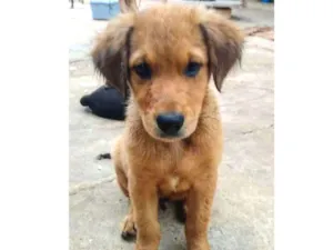 Cachorro raça SRD idade 2 a 6 meses nome Juliano - Filhote