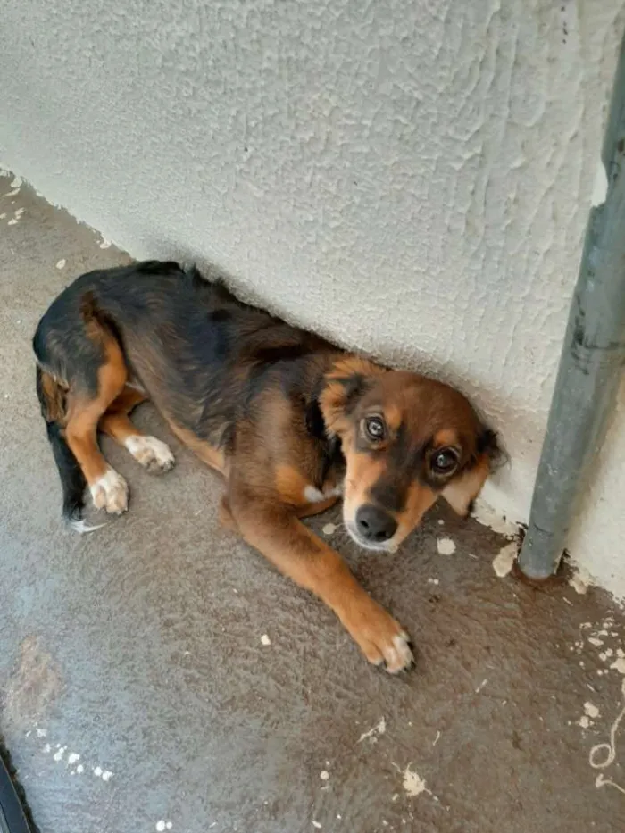 Cachorro ra a Vira lata idade 1 ano nome Safhyra