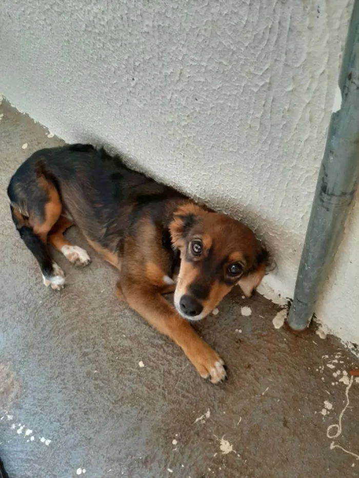 Cachorro ra a Vira lata idade 1 ano nome Safhyra