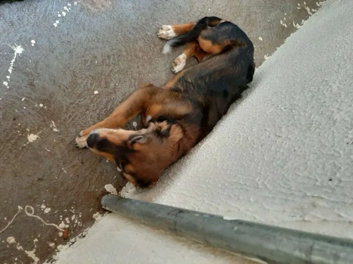 Cachorro ra a Vira lata idade 1 ano nome Safhyra